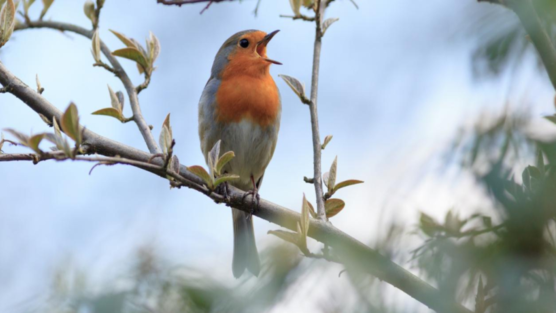 Ave cantando con el pico abierto para ilustrar el estudio sobre el canto de las aves.