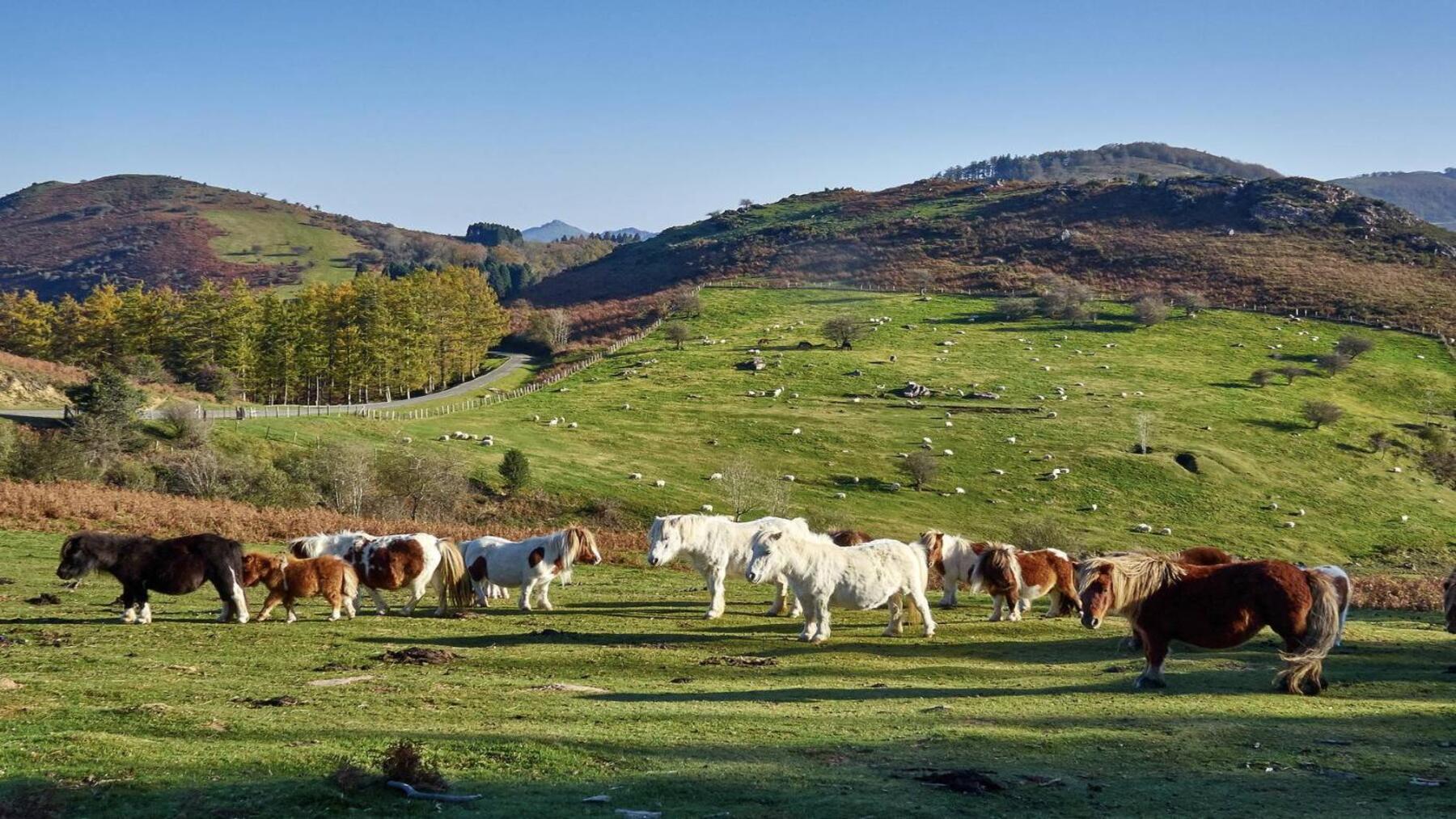 Montes de utilidad pública de Navarra incluidos en el catálogo actualizado