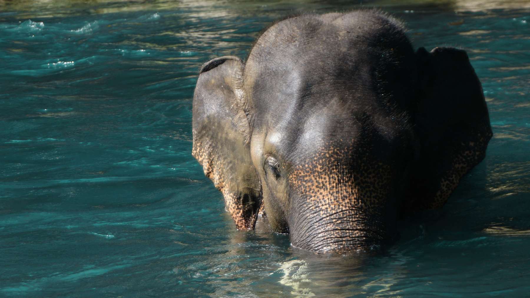 Elefante de Sumatra bañándose en un río del ecosistema de Leuser, en el Parque Nacional Gunung Leuser