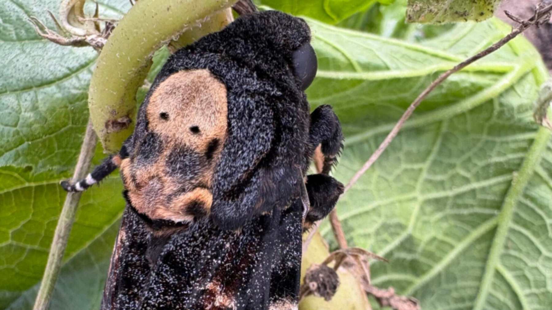 Esfinge de la calavera posada entre hojas, con la mancha en forma de calavera del tórax a la vista esfinge de la calavera