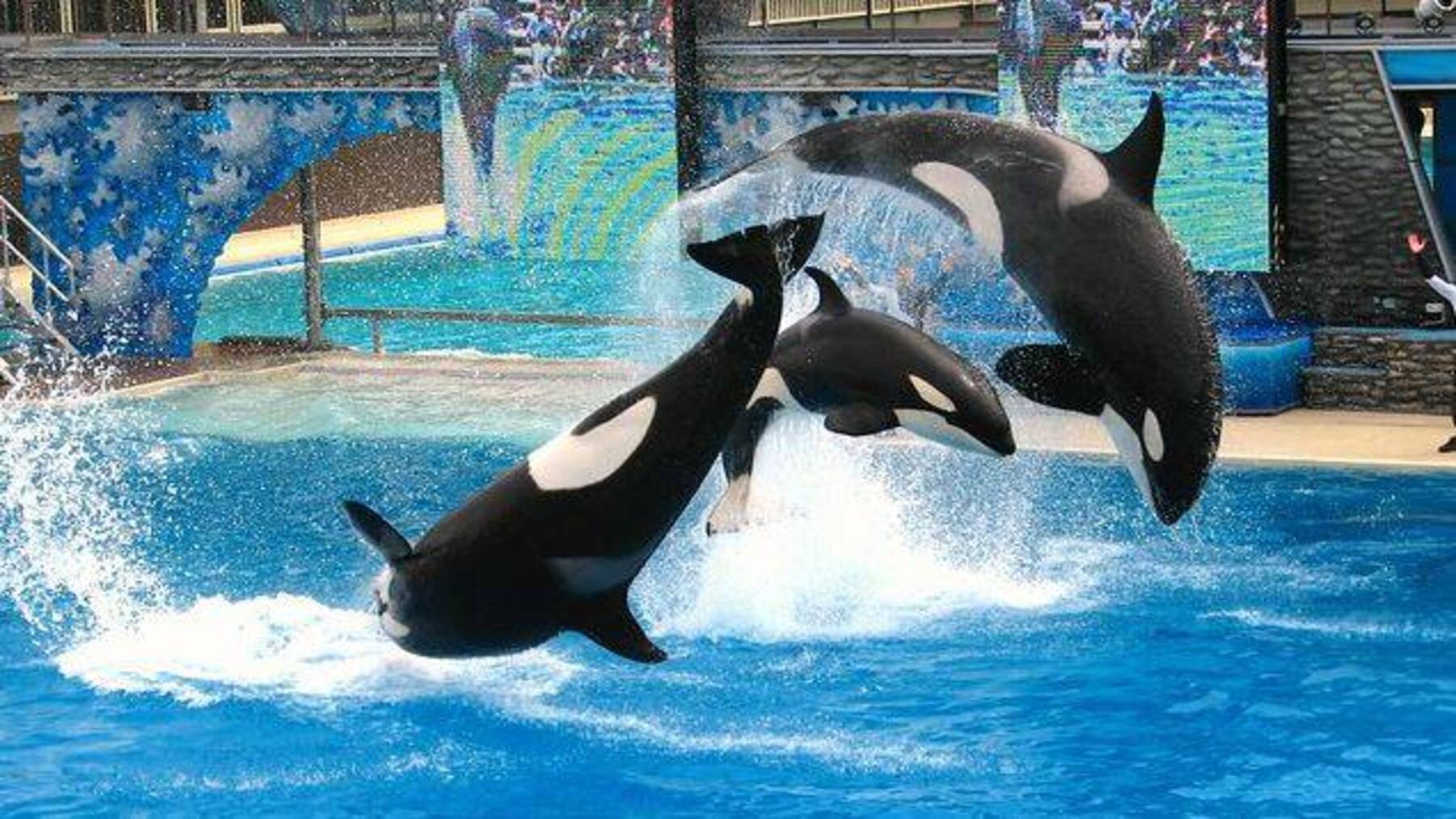 Exhibición de delfines en un recinto de espectáculos con cetáceos en Tenerife