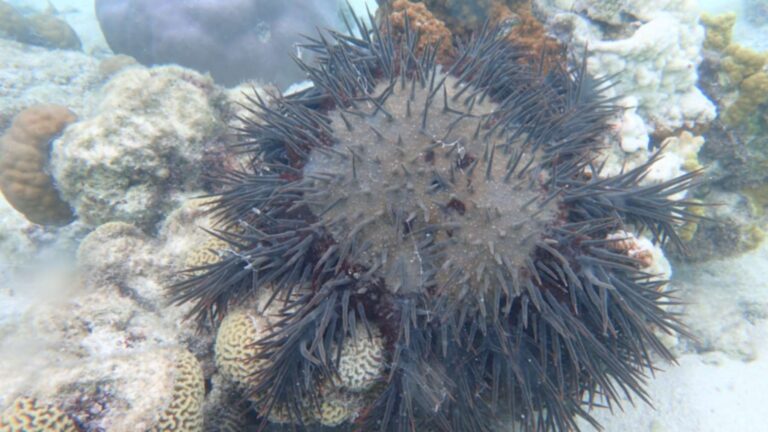 Estrella de mar corona de espinas sobre corales en un arrecife