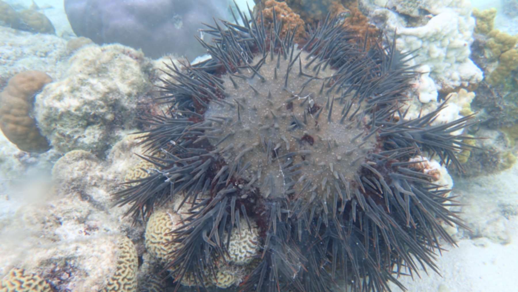 Estrella de mar corona de espinas sobre corales en un arrecife