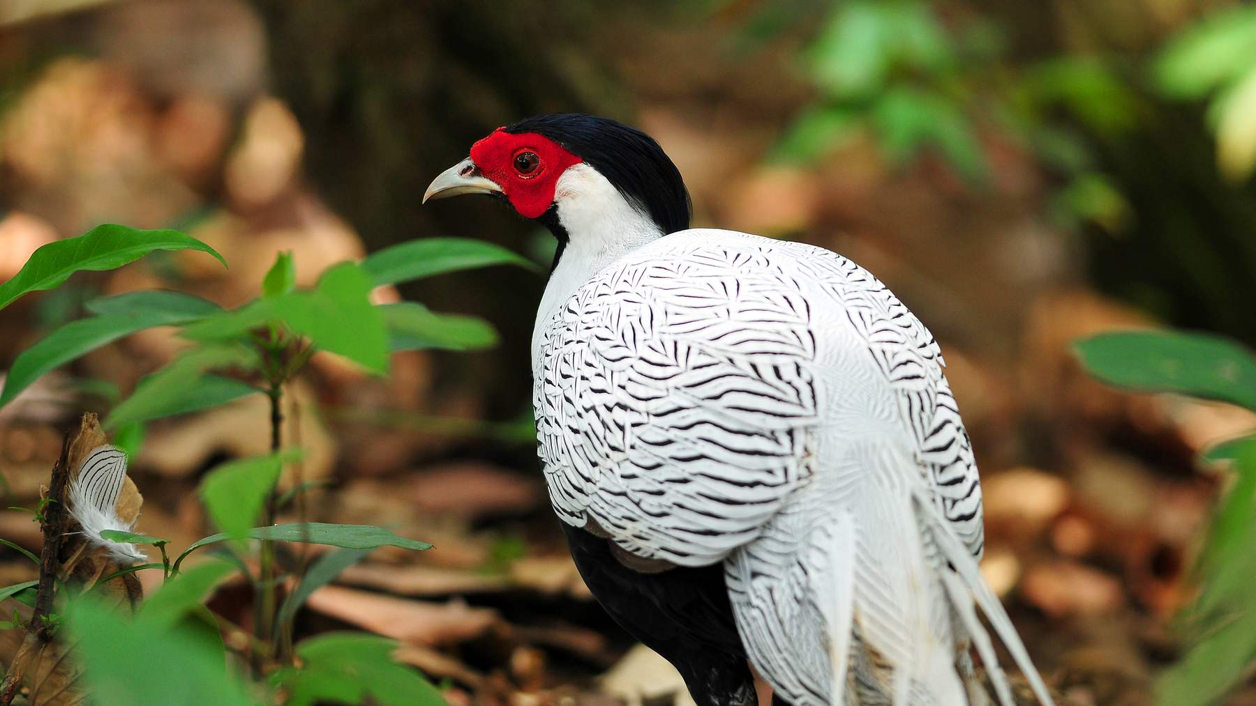 Macho de faisán plateado en el suelo del bosque, con la cara roja y el plumaje blanco y negro