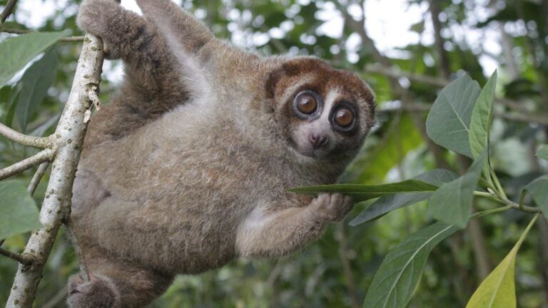 Loris perezoso de Bangka rescatado, agarrado a una rama entre hojas en la isla de Bangka, Indonesia