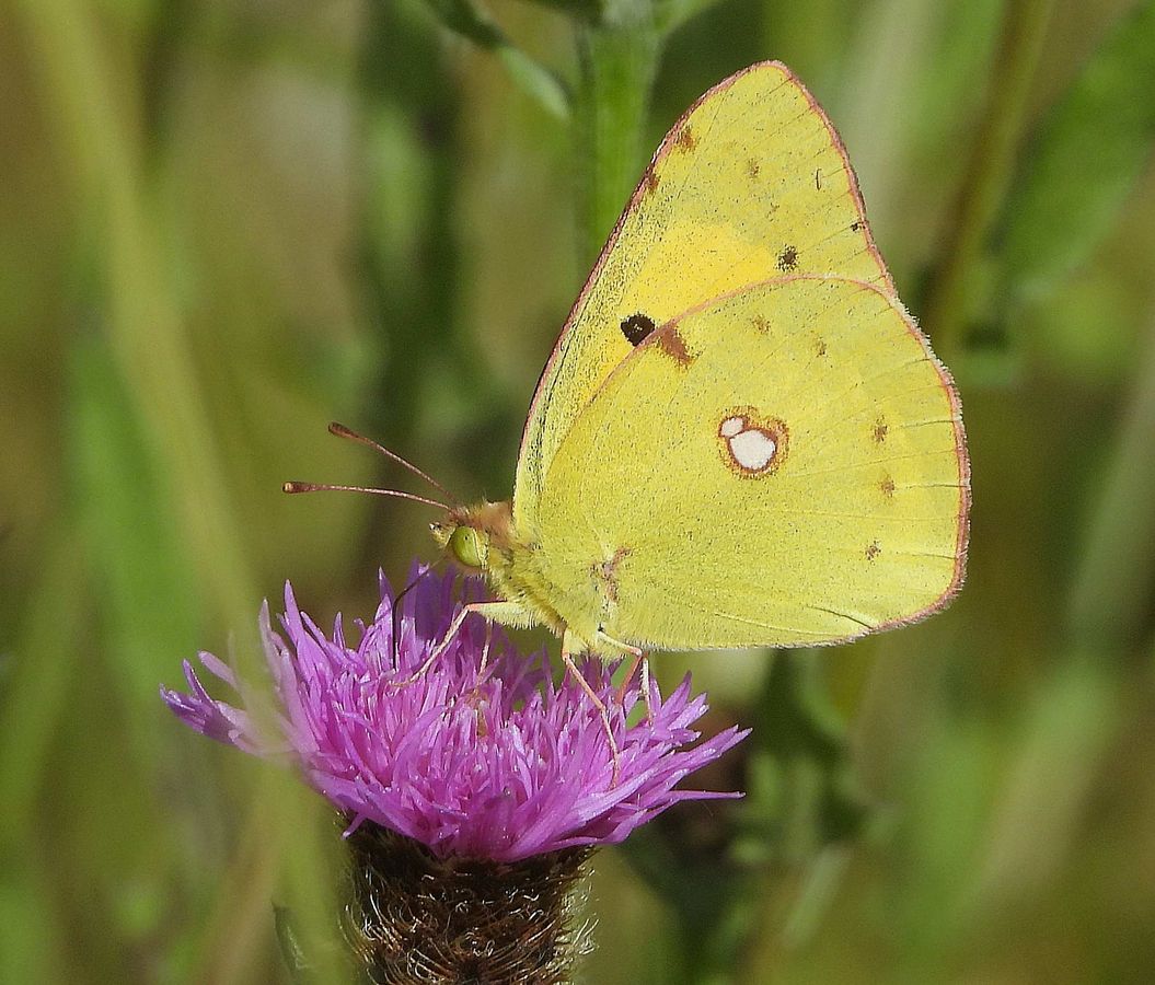 Mariposa colias común, una de las especies de mariposas frecuentes en los parques de Santander, posada en una flor morada