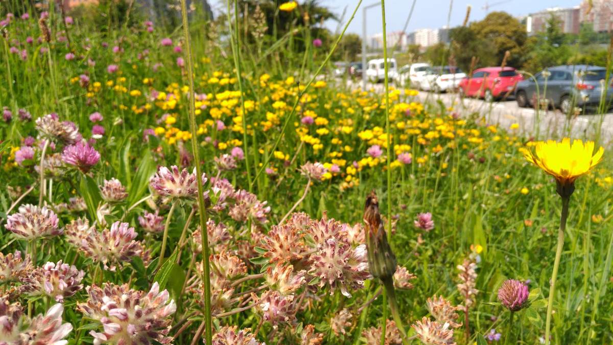 Pradera florida natural con tréboles y flores amarillas junto a una calle con coches aparcados en Santander