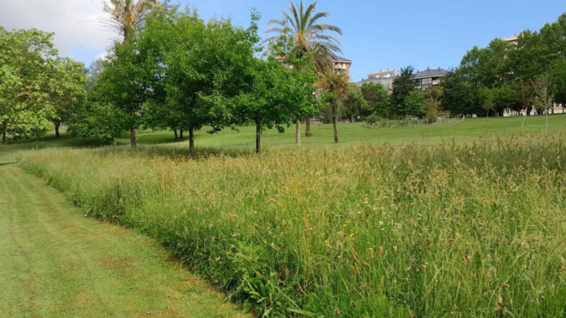 Parque de Santander con una franja de césped segado junto a una pradera sin segar donde viven más especies de mariposas