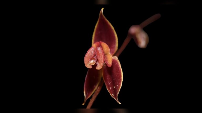 Flor roja con borde amarillo de Lepanthes phuyupitika, la nueva especie de orquídea descubierta en Perú
