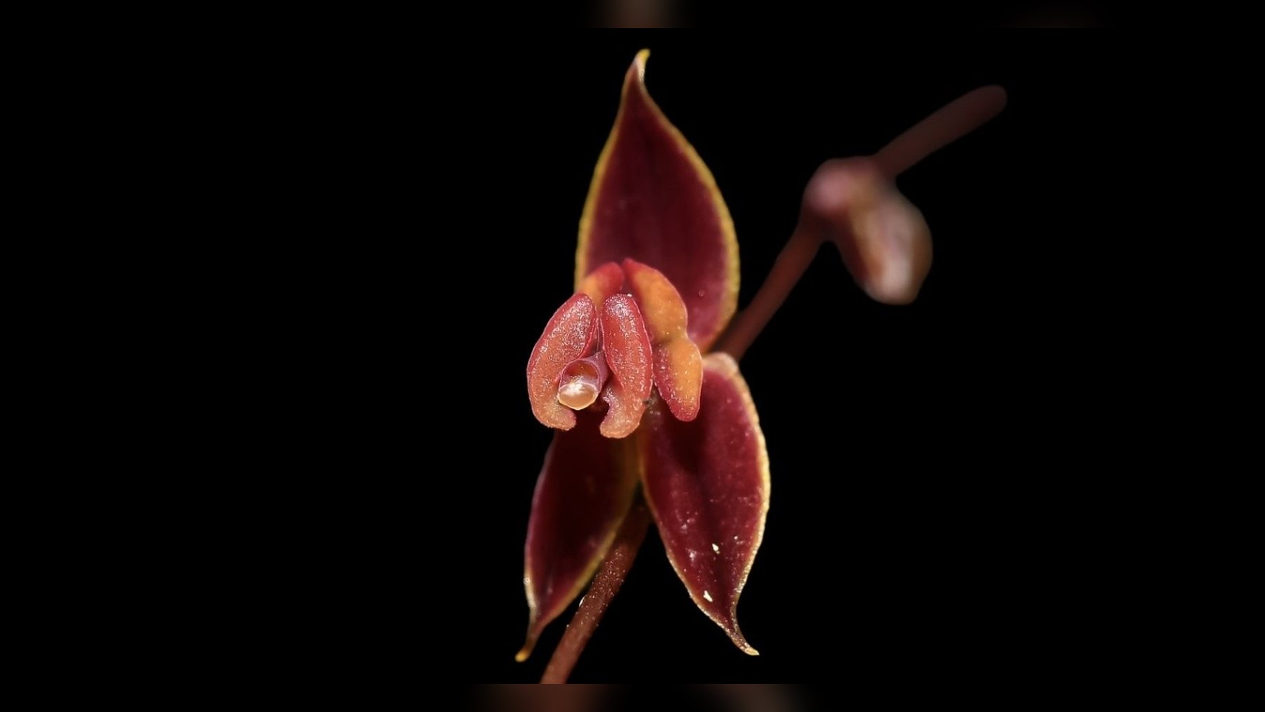 Flor roja con borde amarillo de Lepanthes phuyupitika, la nueva especie de orquídea descubierta en Perú