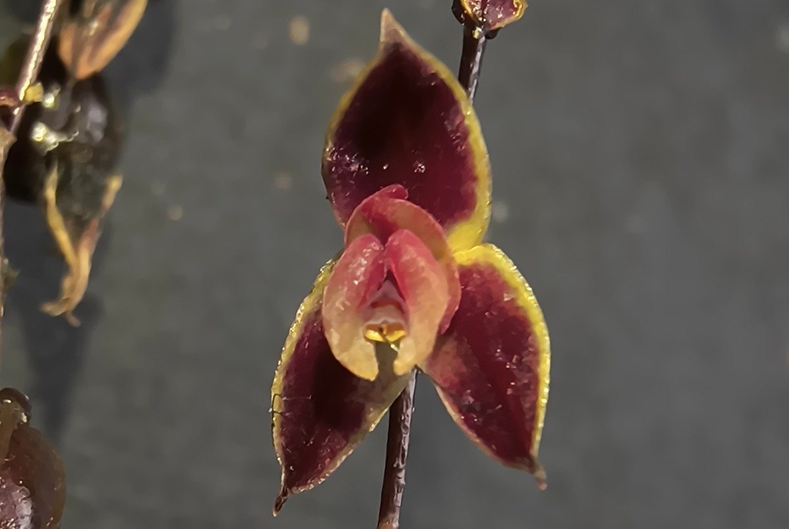 Primer plano de la nueva especie de orquídea Lepanthes phuyupitika en su hábitat de los Andes peruanos