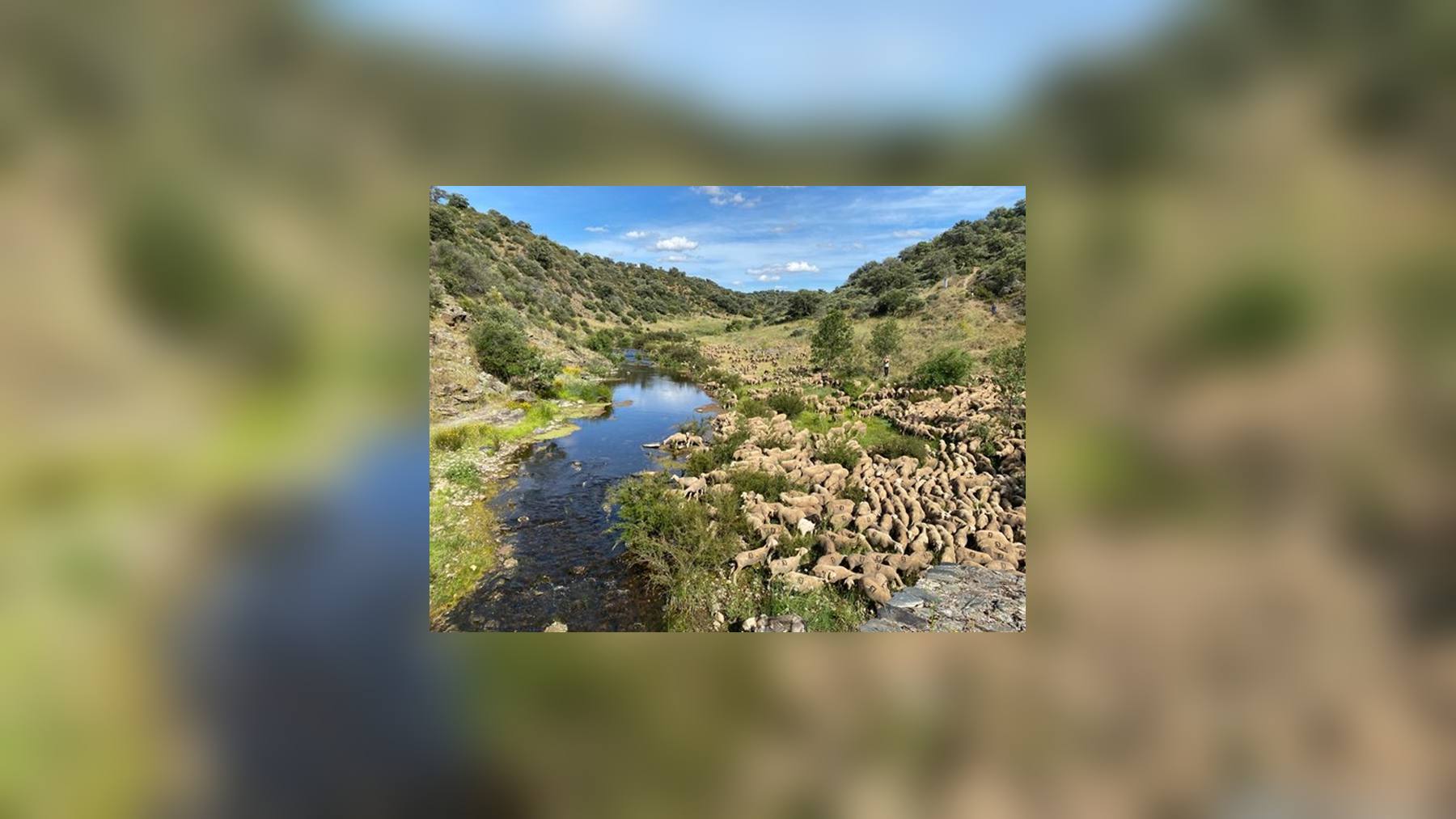 Rebaño trashumante de ovejas junto a un arroyo en una vía pecuaria, en la foto del MITECO sobre la Red Nacional de Vías Pecuarias