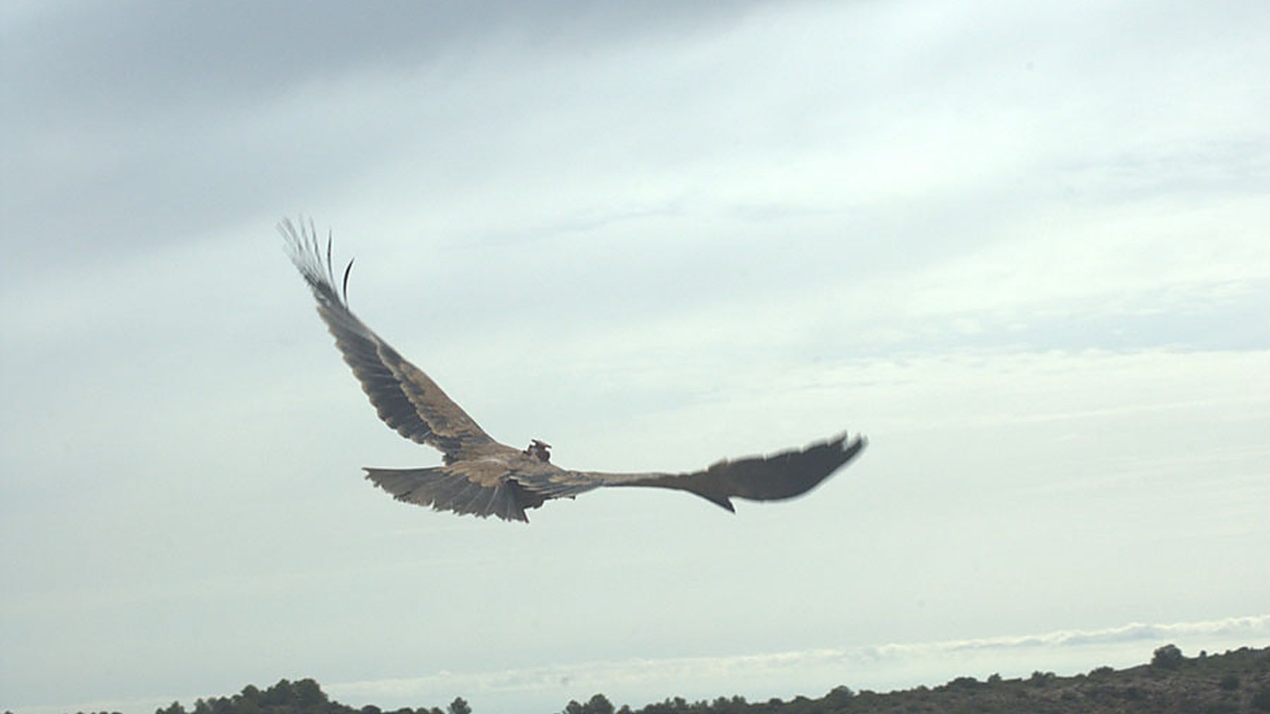 Joven águila imperial ibérica con emisor GPS volando tras su suelta en la Sierra de Oria, en Almería