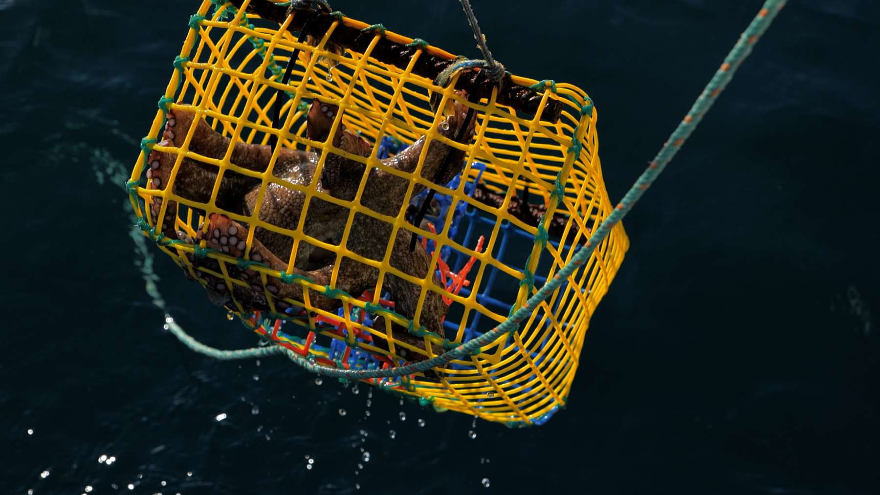 Pulpos de Baleares dentro de una nasa amarilla de pesca artesanal izada sobre el mar