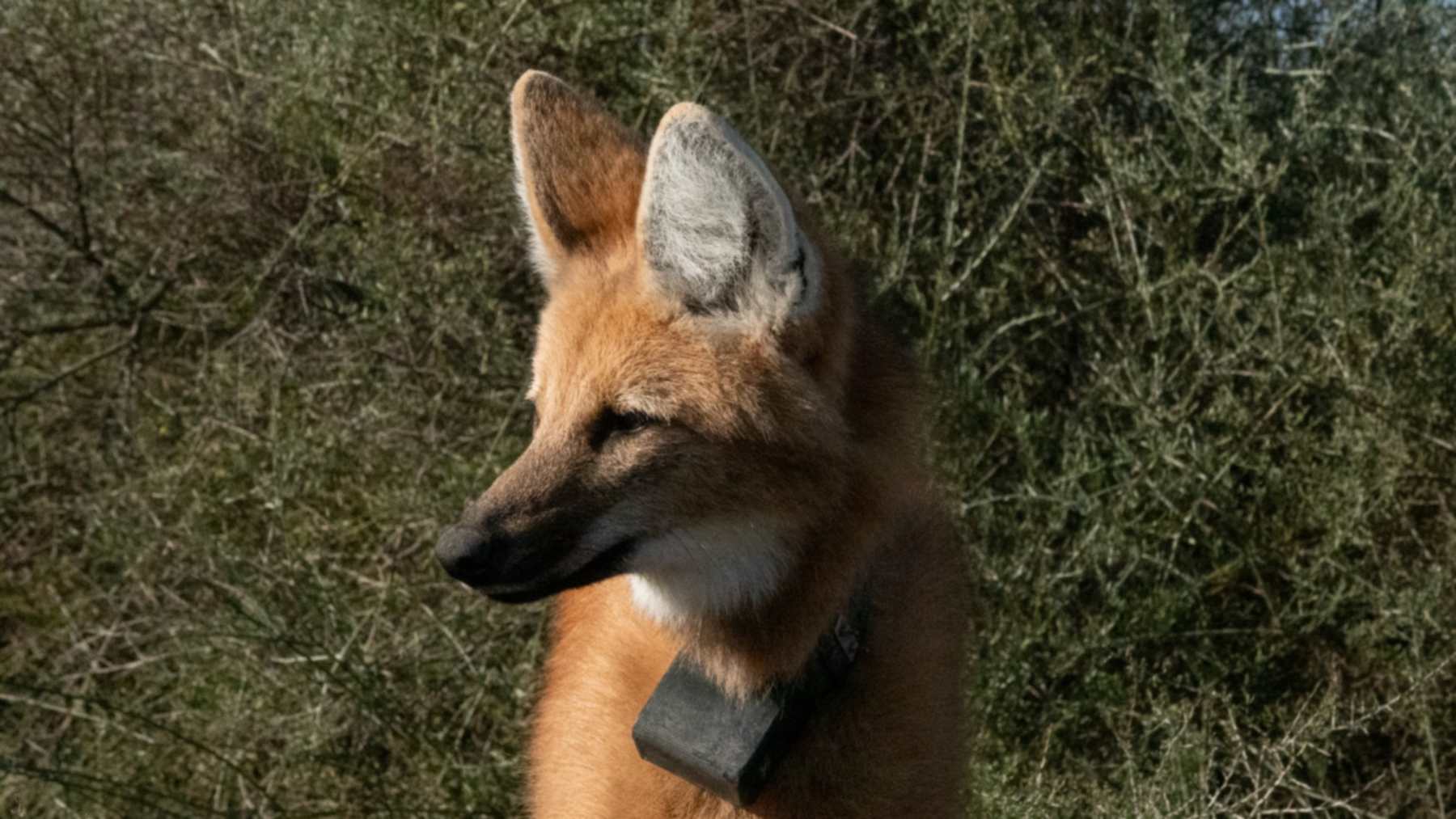 Hembra de la pareja de aguará guazú del Parque Nacional Ansenuza con su collar de seguimiento satelital
