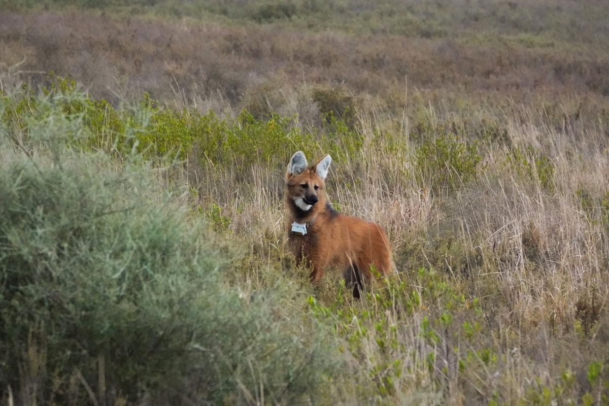 Macho de aguará guazú con collar satelital entre los pastizales del Parque Nacional Ansenuza