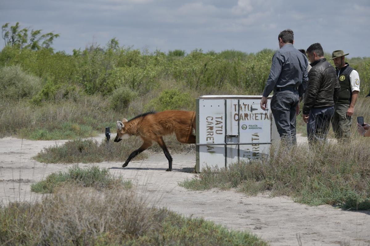 Liberación de un aguará guazú macho rescatado en Villa Santa Rosa en el Parque Nacional Ansenuza