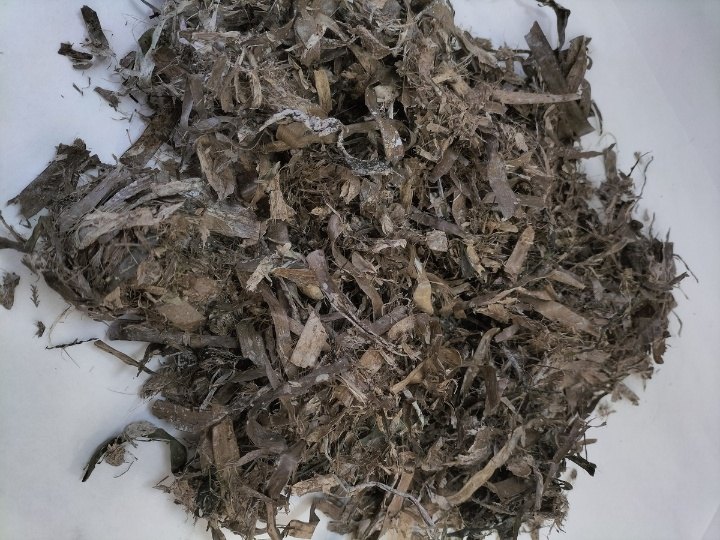 Restos secos de hojas y fibras de Posidonia oceanica recogidos en playas del Mediterráneo antes de convertirlos en sustrato