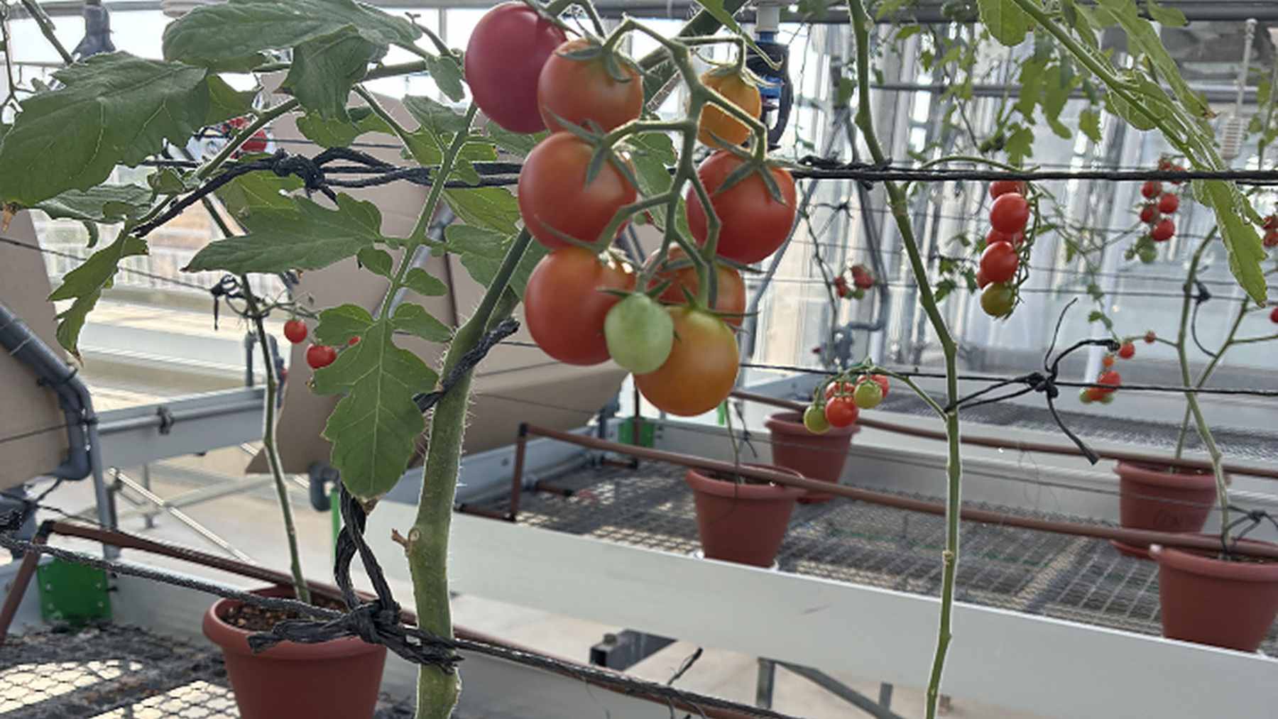 Tomateras con racimos de tomates cherry cultivadas con sustrato de restos de posidonia en un invernadero de la Universidad de Alicante