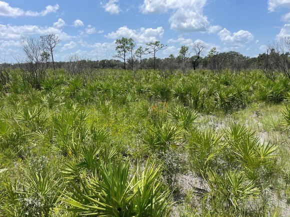 Pradera de palmitos y pinos bajo un cielo con nubes en Florida