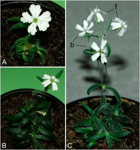 Flores de Silene: una planta moderna cultivada a partir de semilla (A) y plantas regeneradas con tejido de frutos antiguos del permafrost (B y C)