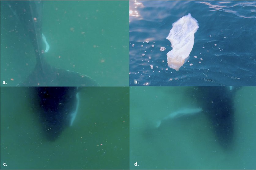 Cuatro fotogramas submarinos de la ballena, su cría y una membrana blanca flotando