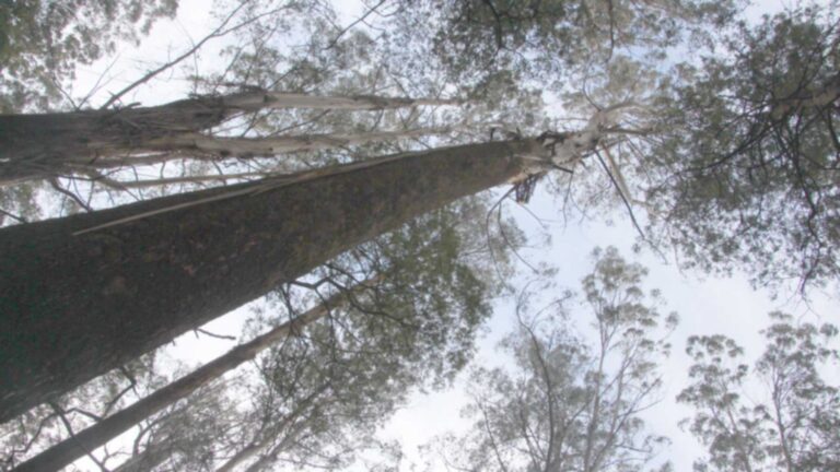 Fresnos de montaña (Eucalyptus regnans) en las Tierras Altas Centrales de Victoria, Australia
