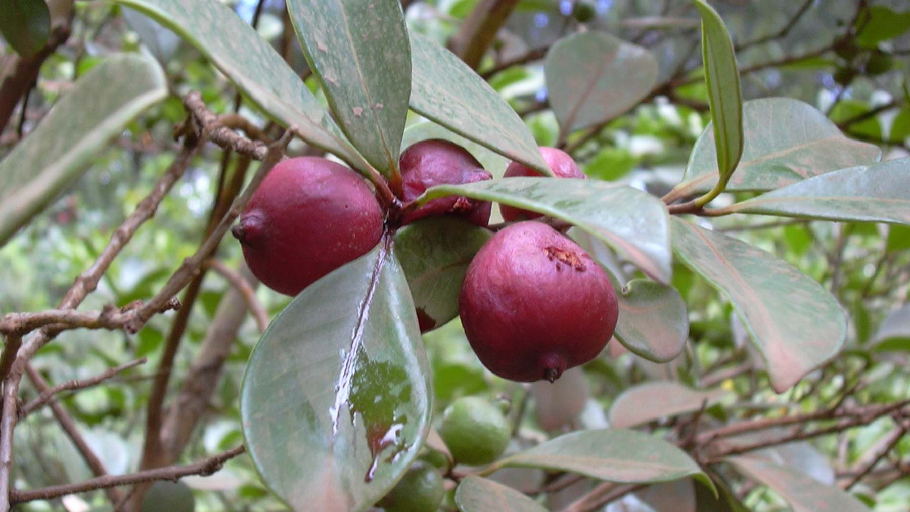Frutos rojos de guayabo fresa (Psidium cattleianum) en Maui, Hawái