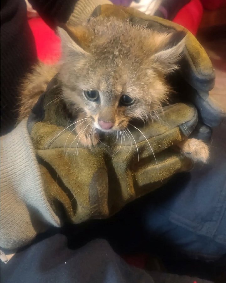 Una persona sostiene con guantes de cuero a la hembra joven de gato del pajonal rescatada en Córdoba