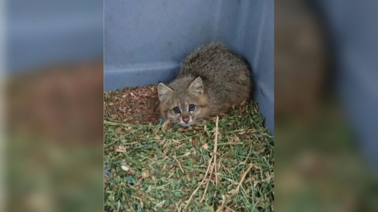 gato pajonal hembra joven caja