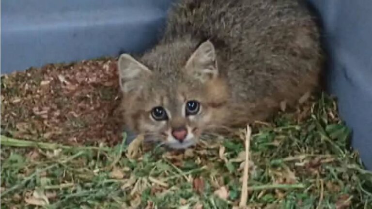 Hembra joven de gato del pajonal agazapada en el rincón de una caja con pasto tras su rescate en Córdoba