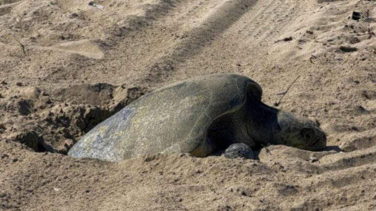 golfina anidando seal beach