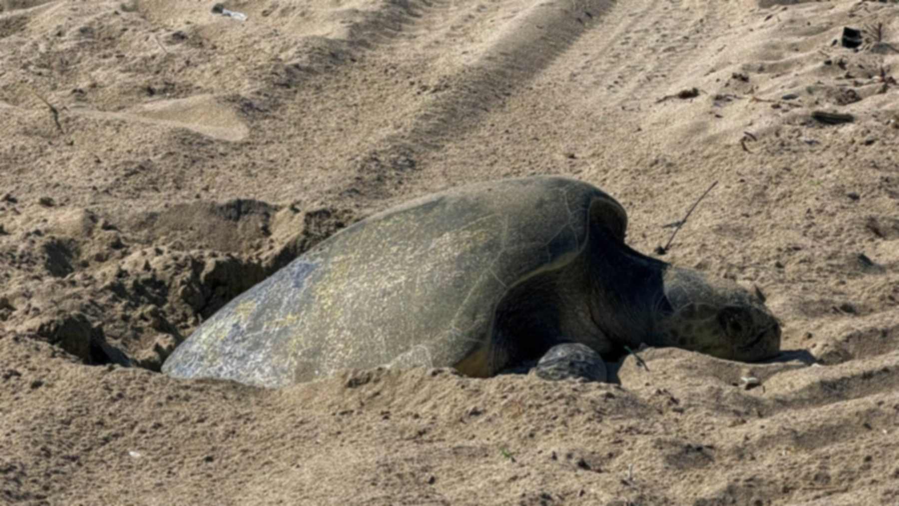 Una de las tortugas golfinas que anidaron en California, semienterrada en el hoyo que cavó en la arena cerca de Seal Beach