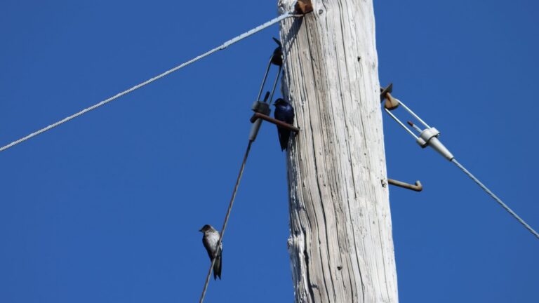 Dos golondrinas purpúreas, un macho azul oscuro y una hembra parda, posadas en un viejo poste de teléfono de madera y en su cable en Sierra Azul