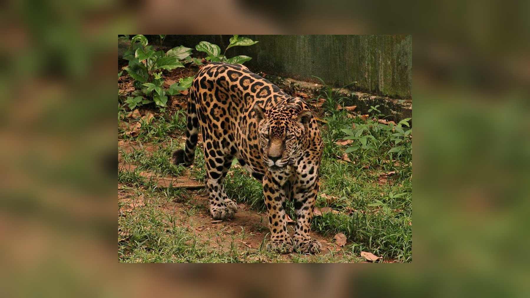 Jaguar del zoológico del CIGS en Manaos en la foto oficial difundida con el récord de Guardião, el jaguar más longevo en cautividad
