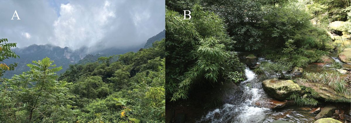 Dos fotos de bosque de montaña y de un arroyo entre vegetación