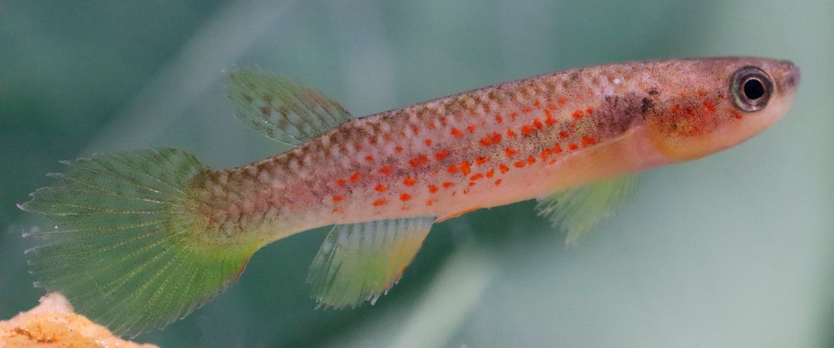 Hembra de Laimosemion laranja con manchas naranjas y aletas verdosas