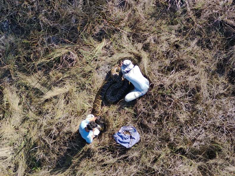Estudiantes de la Universidad de Florida sueltan una pitón birmana hembra con radiotransmisor, vista desde un dron