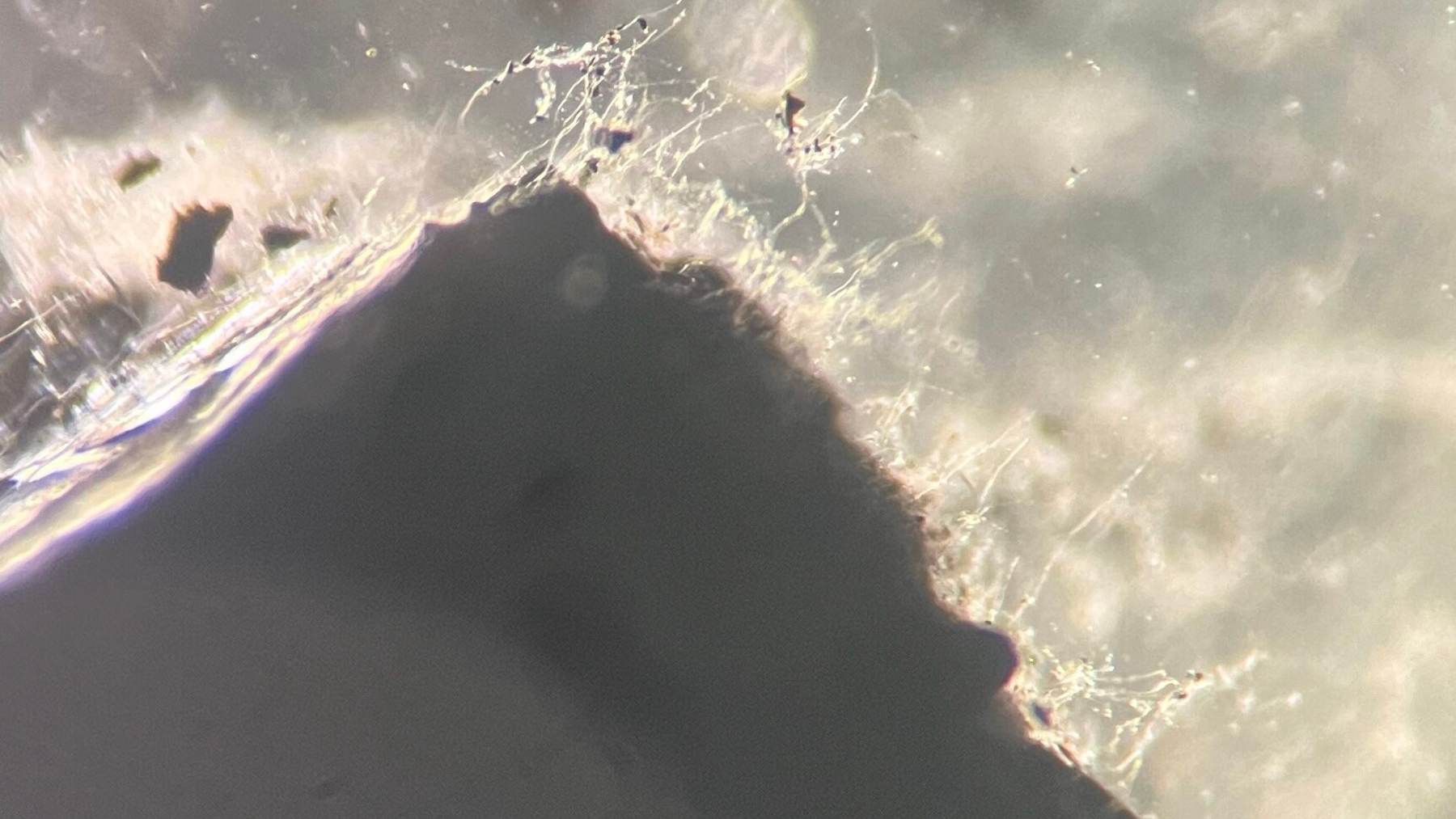 Hongos aislados del subsuelo de Míchigan vistos al microscopio