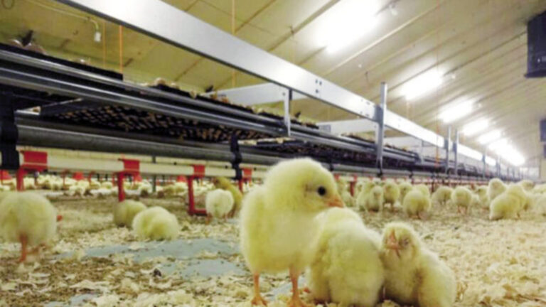 igualdad animal lleva al congreso su peticion contra la matanza de pollitos macho