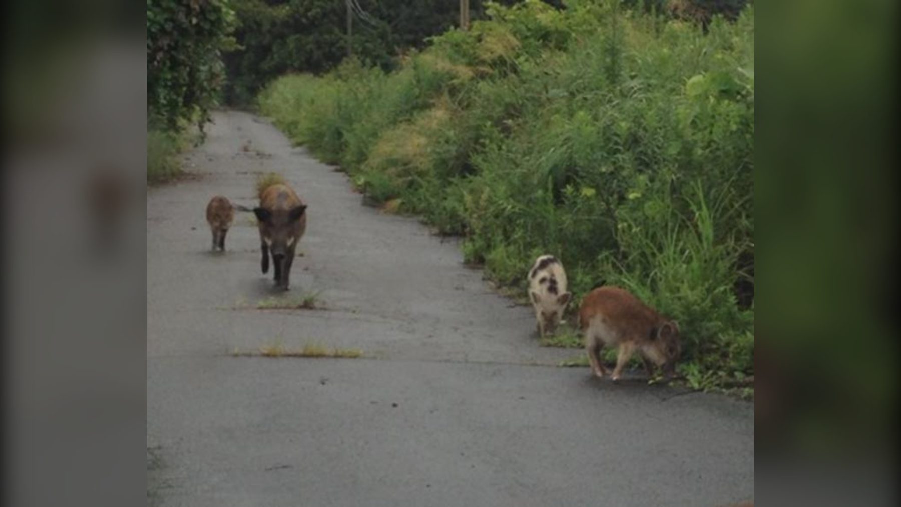 Jabalíes con rasgos de cerdo doméstico en la zona de evacuación tras el accidente nuclear de Fukushima
