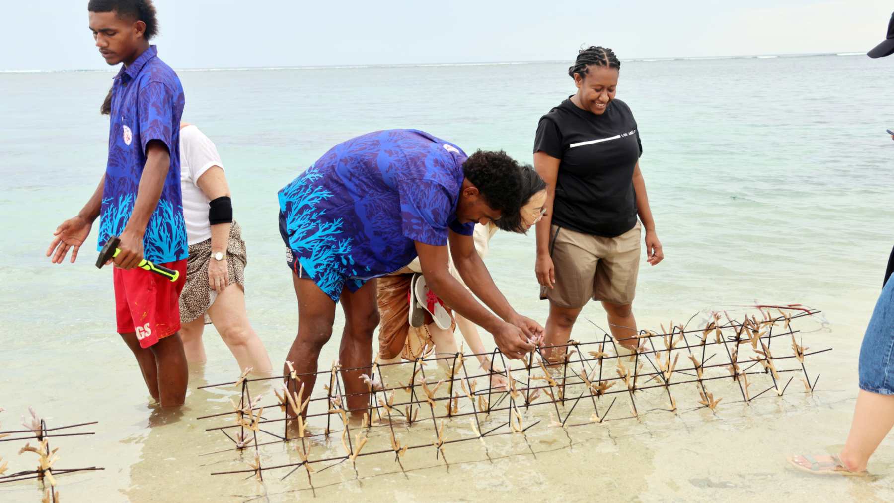 Jóvenes de una aldea de Fiyi fijan fragmentos de coral en una estructura metálica en el agua poco profunda de Naidiri