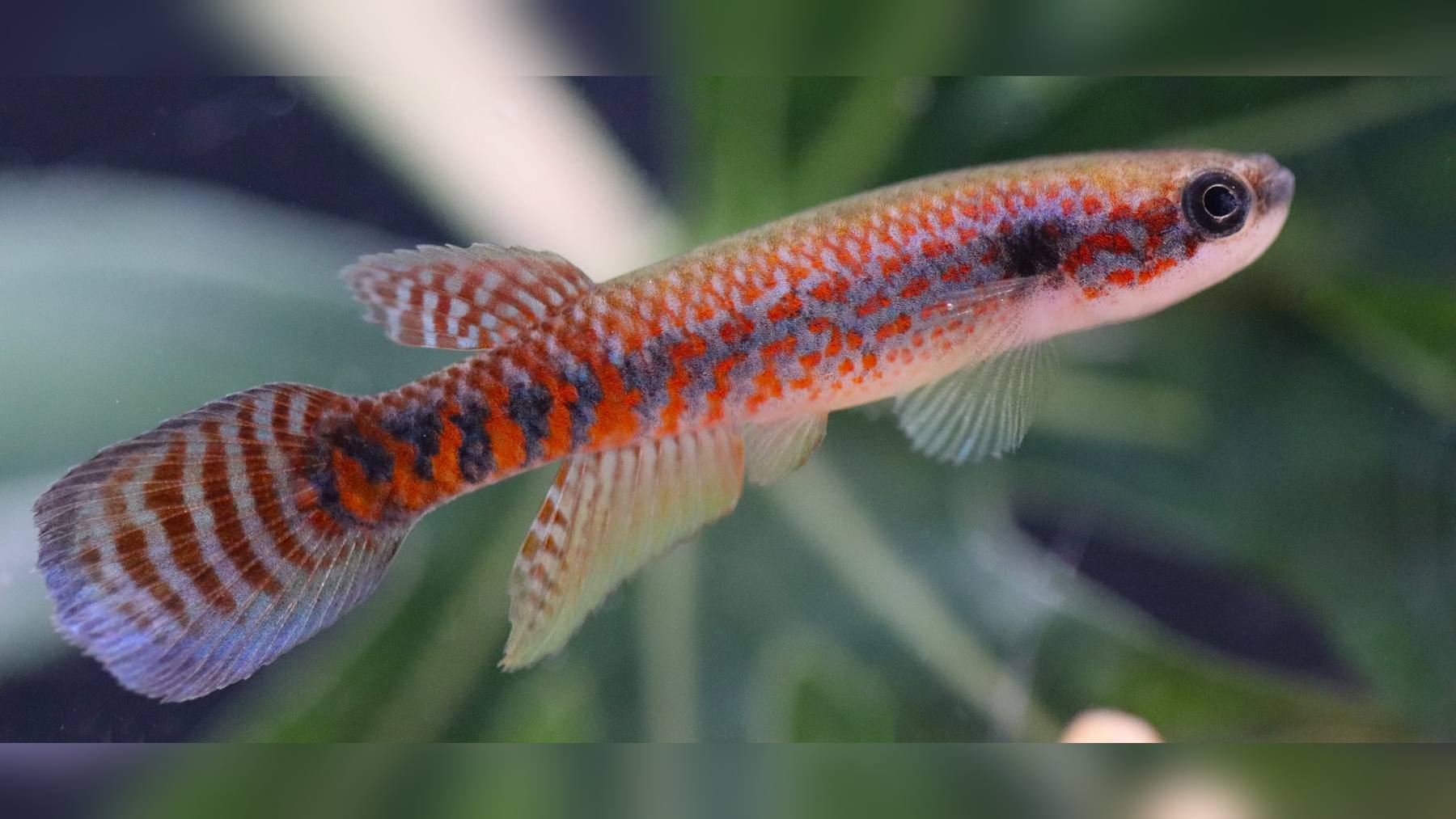 Macho de Laimosemion laranja, la nueva especie de pez descrita en la Amazonia brasileña, con puntos y barras naranjas en el costado