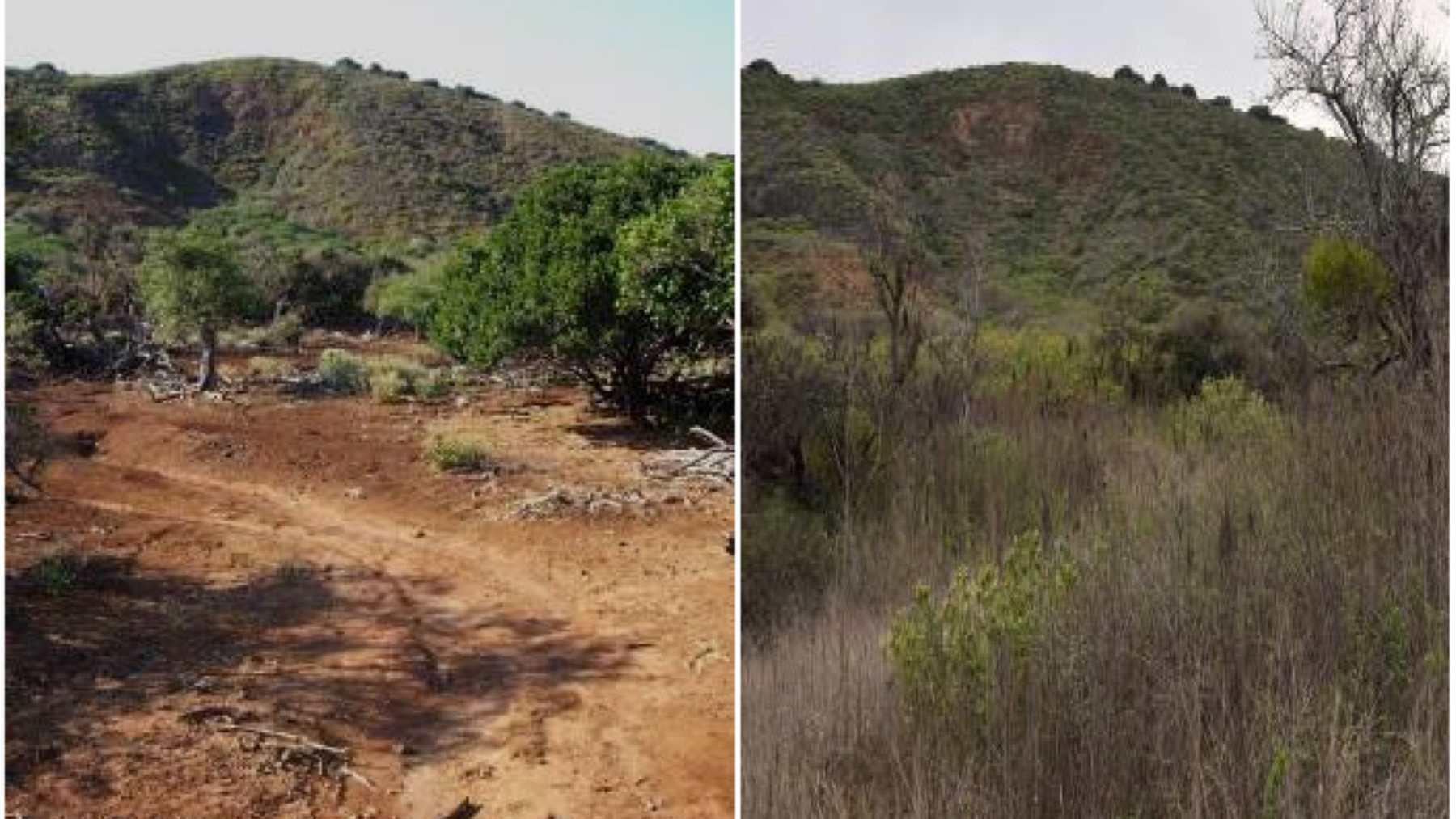 Sitio de bosque de la isla Socorro erosionado en 2009 y cubierto de vegetación en 2013 tras retirar las ovejas