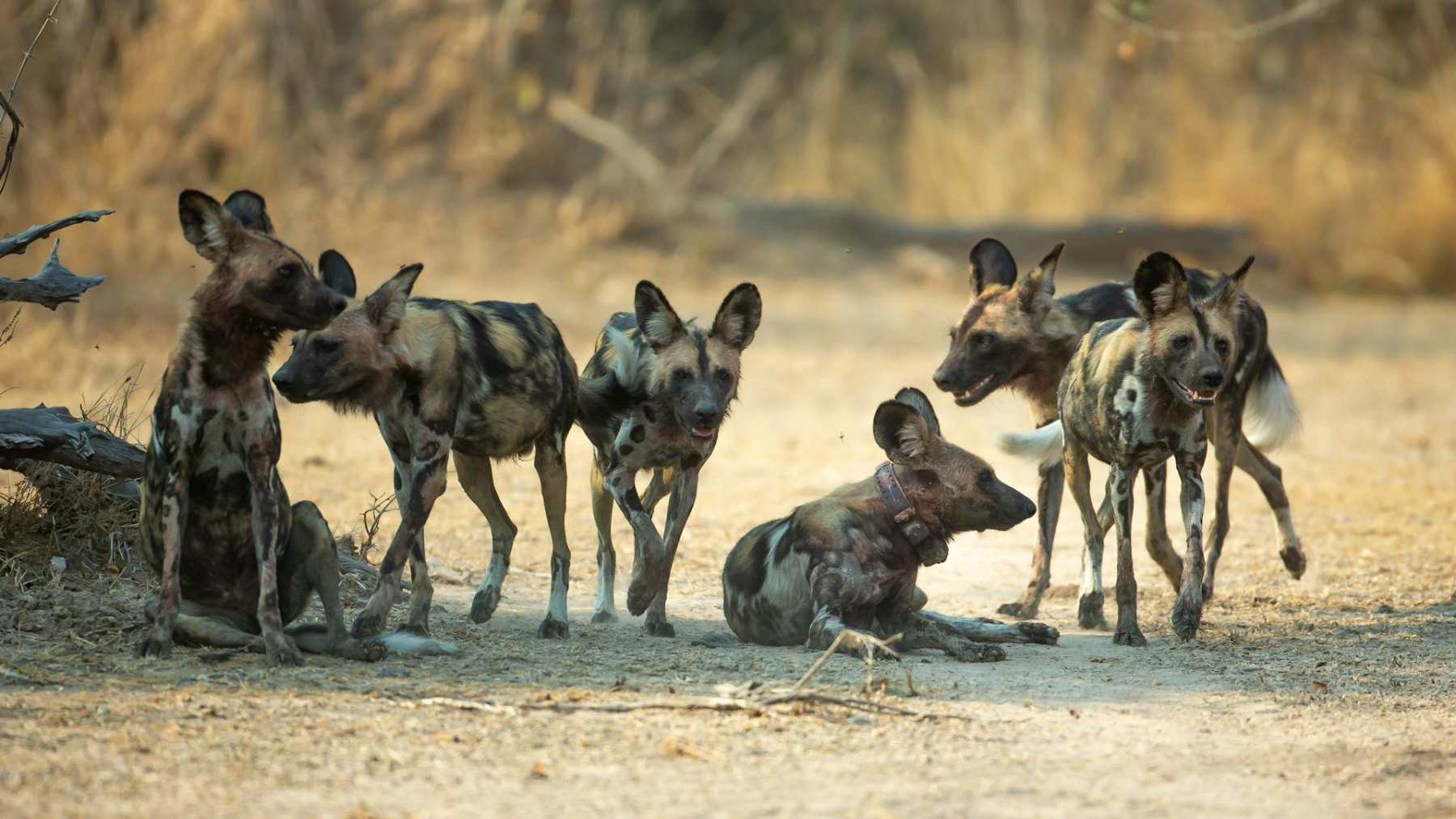 Manada de perros salvajes africanos (licaones) en el Parque Nacional de Kafue, Zambia