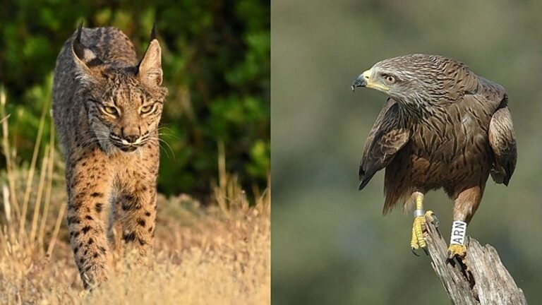 Un lince ibérico y un milano negro anillado, las dos especies del estudio sobre los ataques a nidos en Doñana