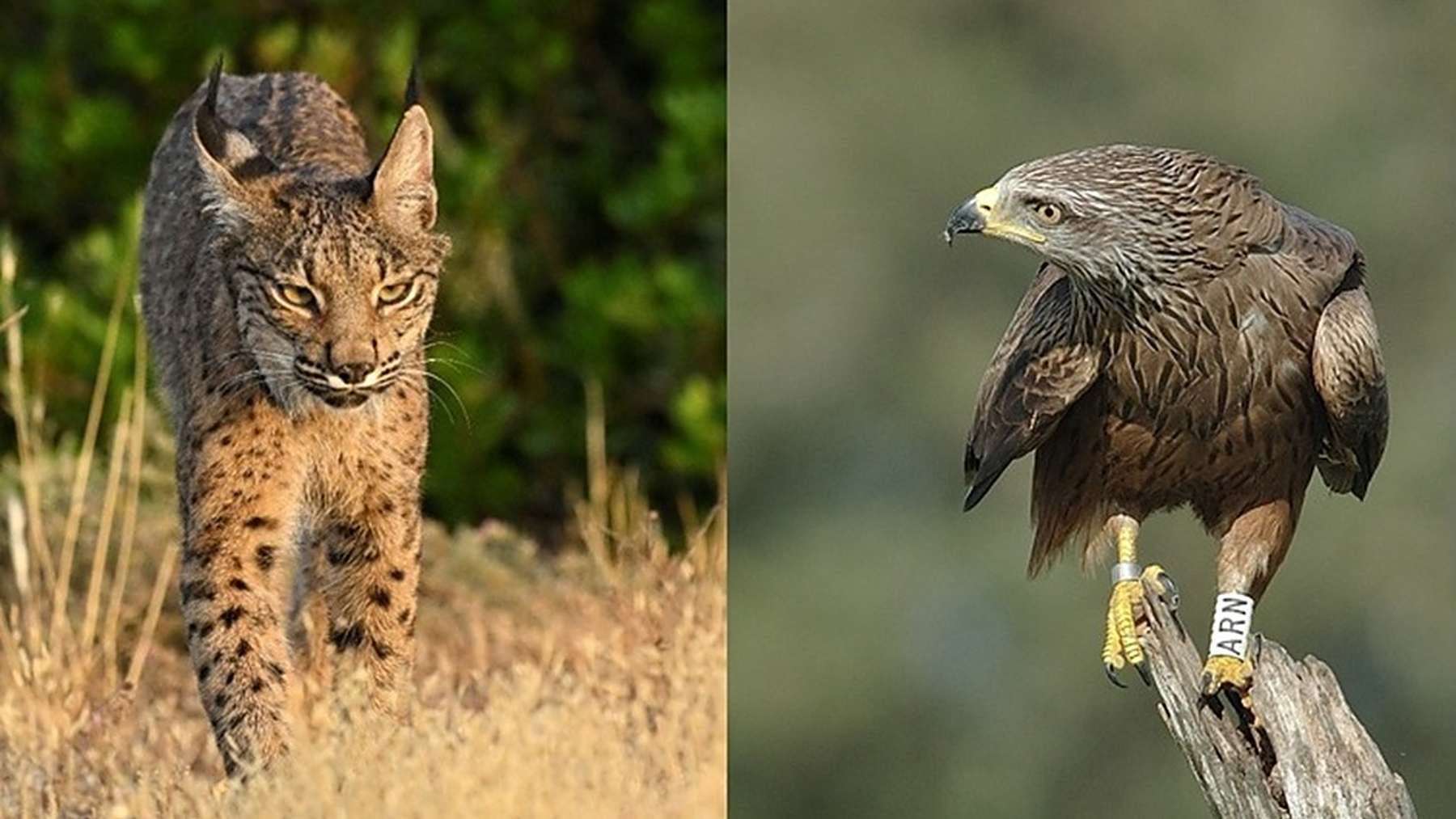 Un lince ibérico y un milano negro anillado, las dos especies del estudio sobre los ataques a nidos en Doñana