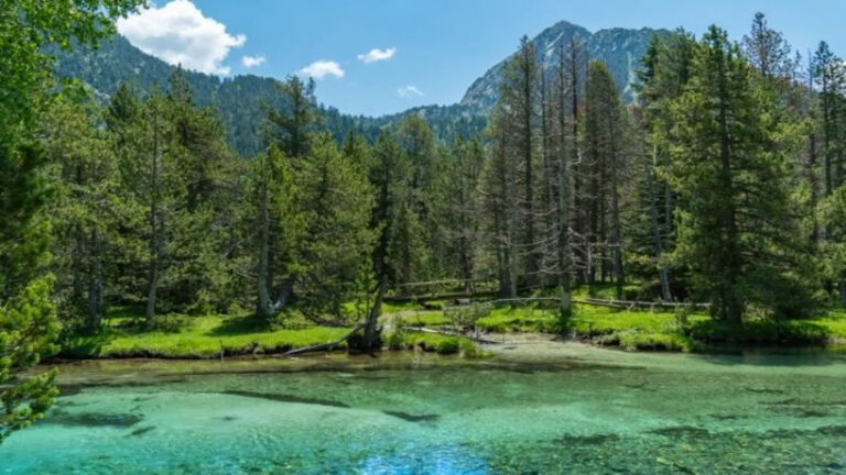 Árboles de distintas edades y madera muerta en los bosques maduros de Aigüestortes