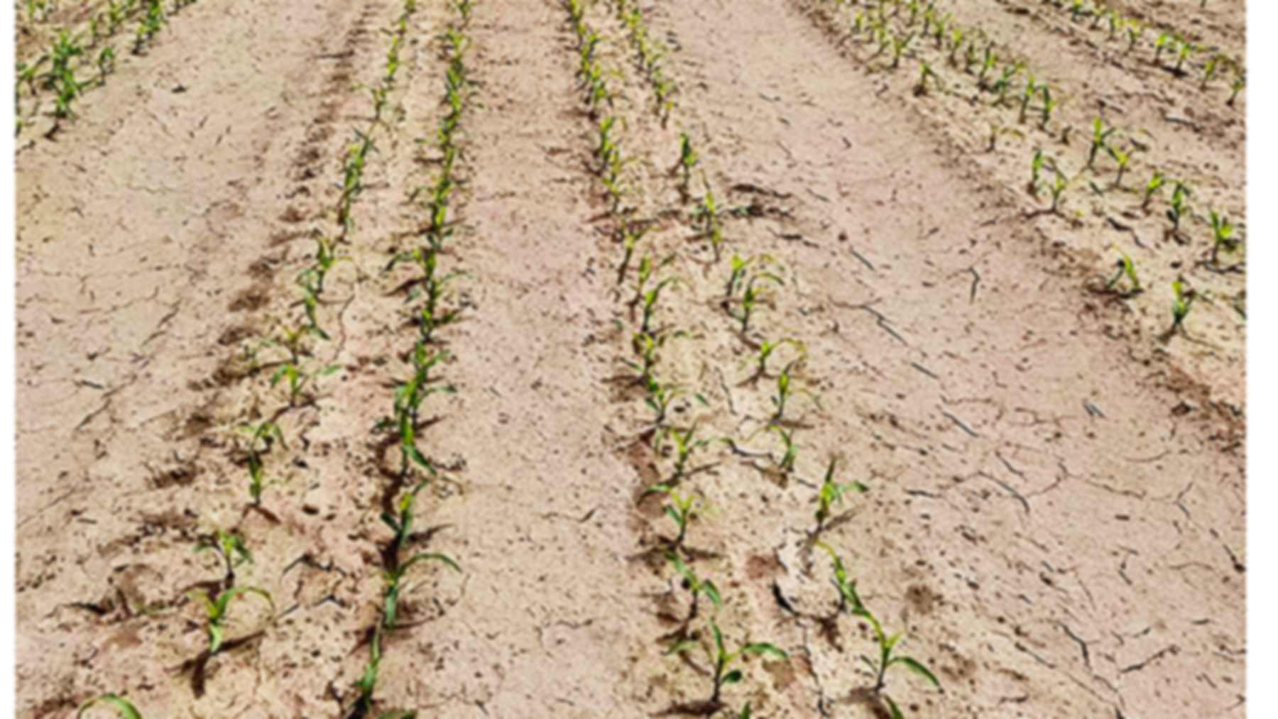 Plántulas de maíz para ensilado sobre un acolchado de estiércol de vaca en la base de Huarui Agriculture en Minle, Gansu