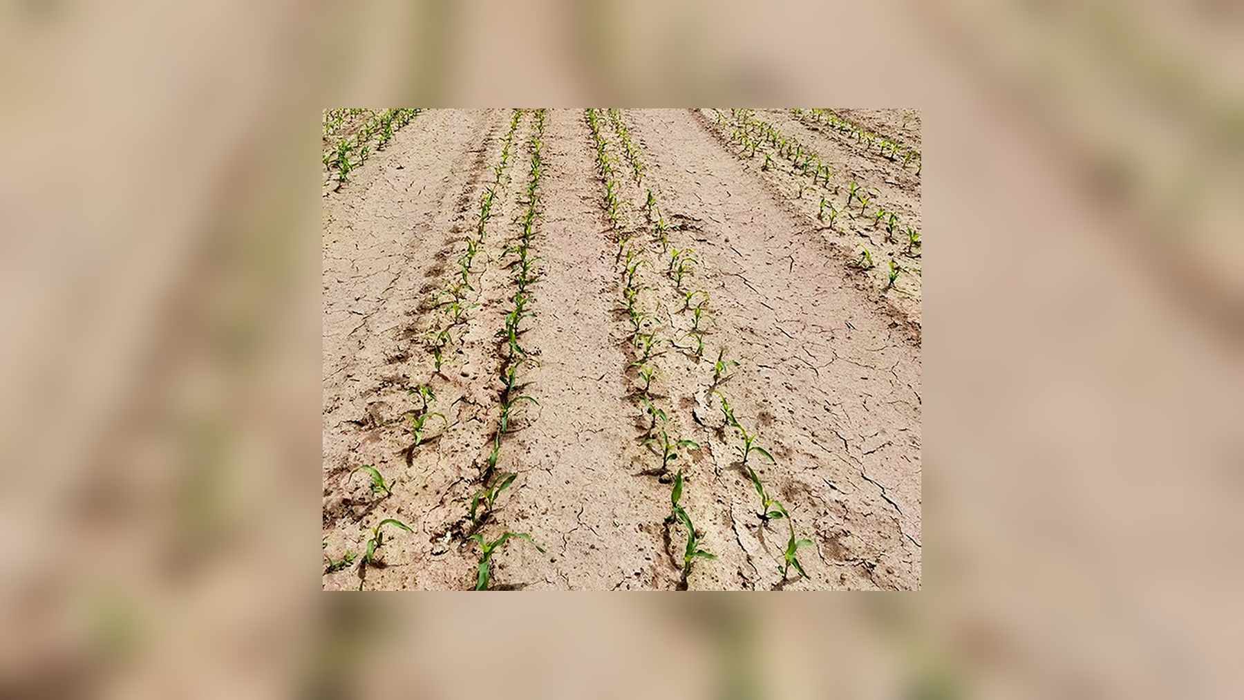 Plántulas de maíz para ensilado sobre un acolchado de estiércol de vaca en la base de Huarui Agriculture en Minle, Gansu
